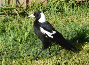 Magpie