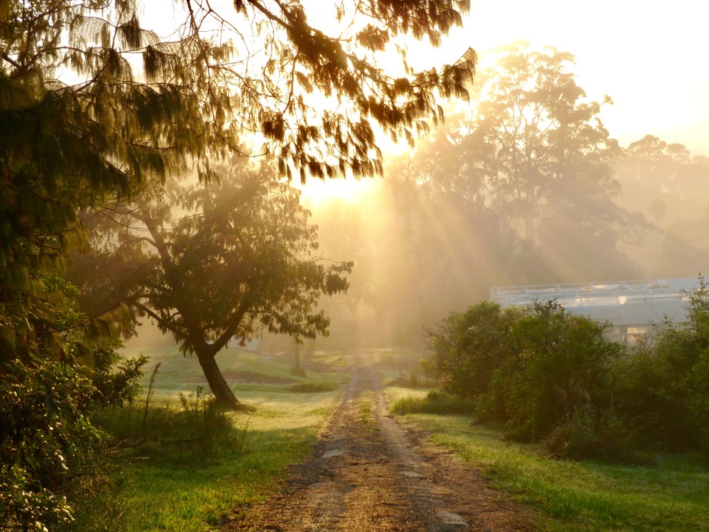 Morning mist at NEV