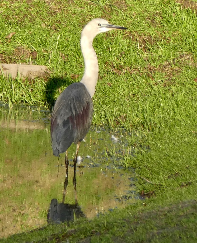 White-necked heron good