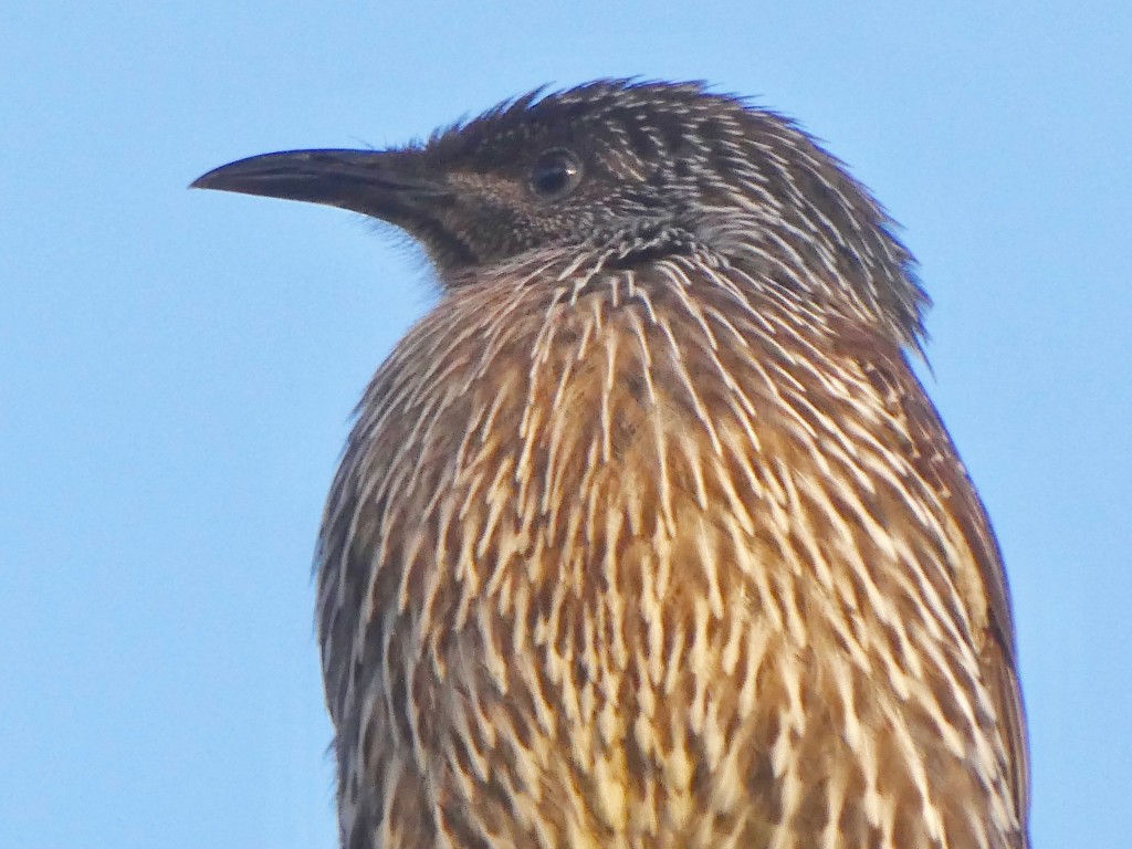 Little Wattlebird