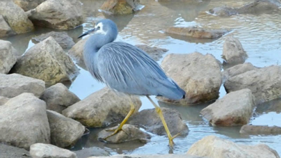 A picture containing rock, outdoor, water, aquatic bird

Description automatically generated