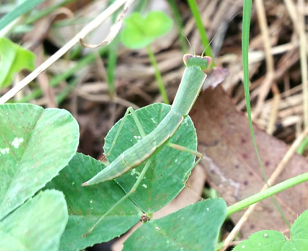 A green insect on a leaf

Description automatically generated with low confidence