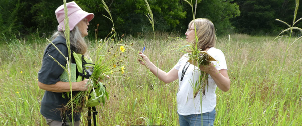 A picture containing grass, outdoor, tree, person

Description automatically generated