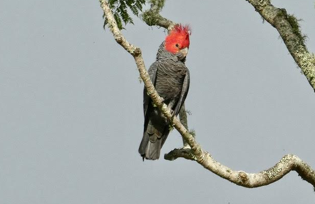 A bird sitting on a branch

Description automatically generated with medium confidence