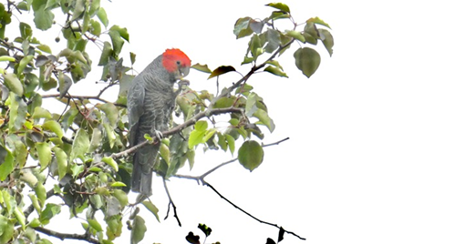 A bird perched on a tree branch

Description automatically generated