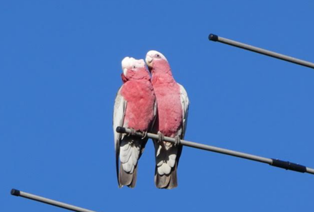 Two birds sitting on a pole

Description automatically generated with medium confidence